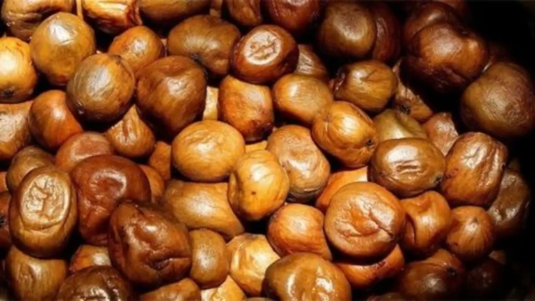 Mongongo fruit